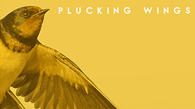 Dos teclados aos multi-instrumentos. Plucking Wings, do Rio, espécie de braço roqueiro do Twelves, lança single na Popload