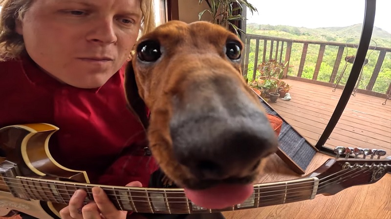 Pup-rock: Ty Segall já lança o vídeo mais legal do ano. Com uma música nova e seus dois doguinhos