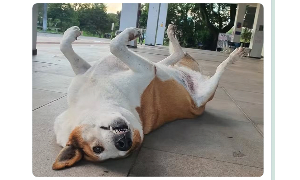 O Melhor do X &#8211; &#8220;Doguinho Silveira&#8221; edition