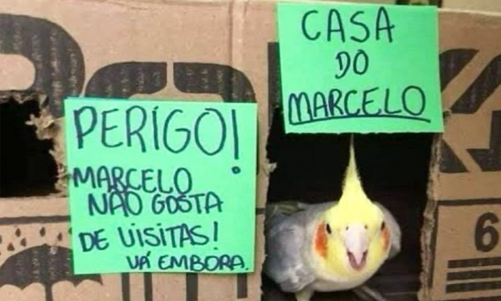 O Melhor do X &#8211; &#8220;Janta&#8221; edition
