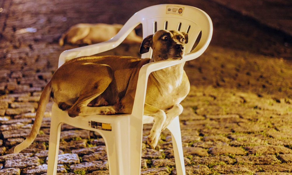 O Melhor do X – “Zap do Vorcaro” edition