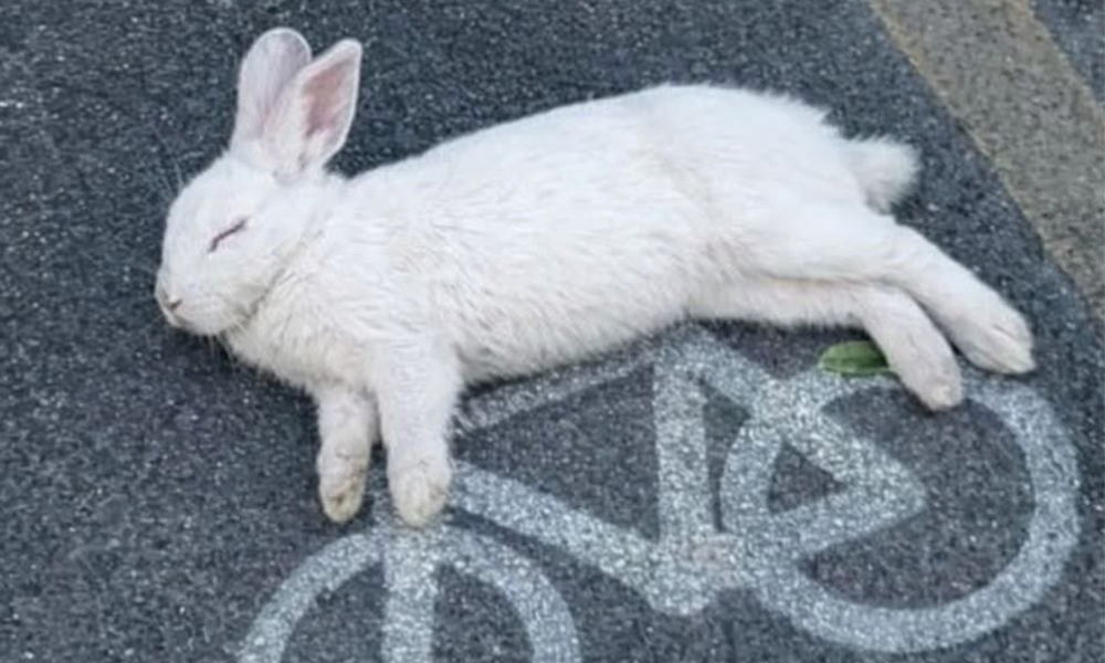 O Melhor do X – “Sogra” edition